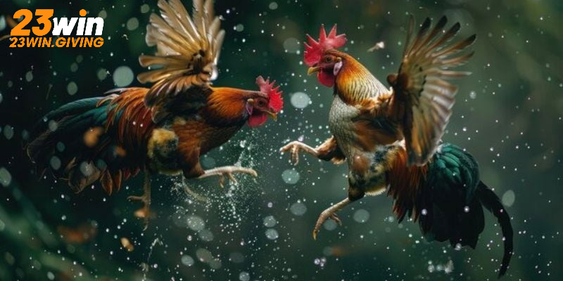 Trực tiếp đá gà thomo là gì?